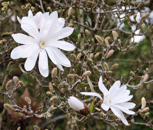 Magnolie  - Magnolia_stellata.jpg