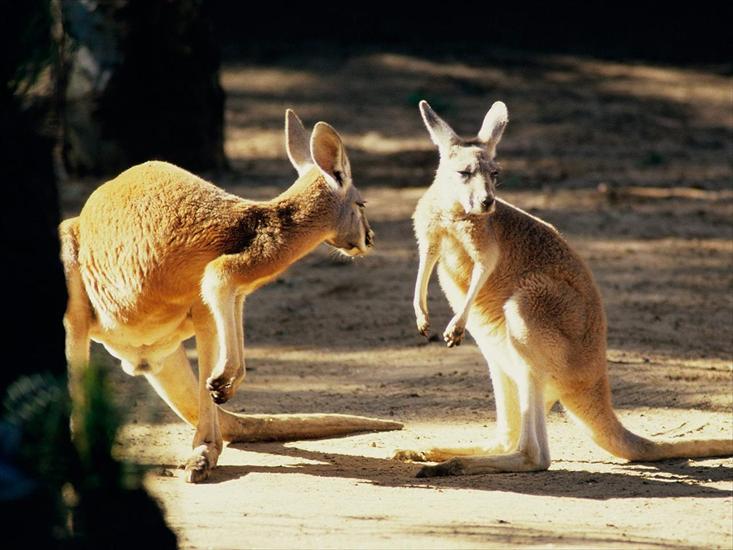 ZWIERZAKI - Kangaroo Conversation, Australia.jpg
