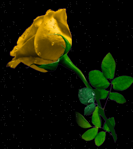 KWIATKI KWIATUSZKI - róża żółta na czarnym.gif