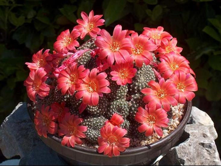 Kwitnące kaktusy - 101_kyticky_kaktusy.jpg
