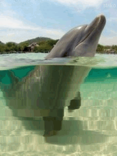 Zwierzęta - Delfin.gif