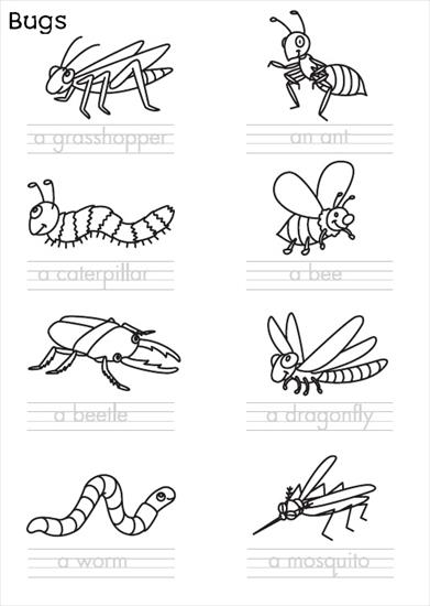 Animals - bugs.jpg
