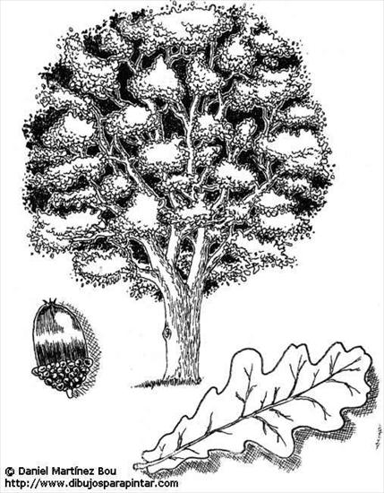 drzewa 1 - dąb.jpg