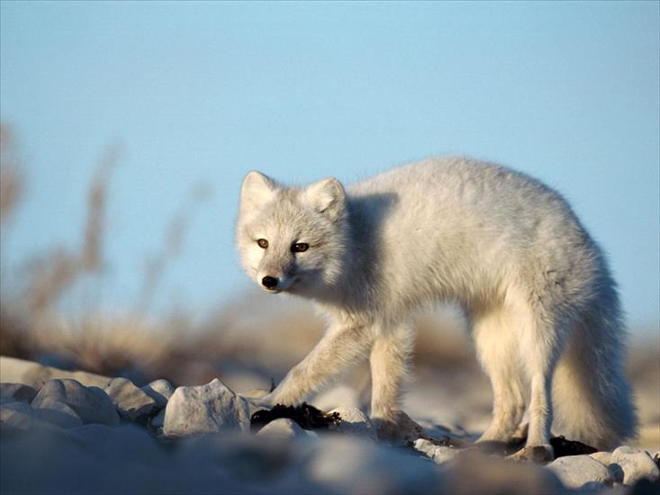 Zwierzęta - Arctic Fox.jpg