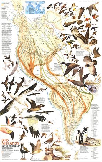 MAPY - America - Bird Migration 1969.jpg