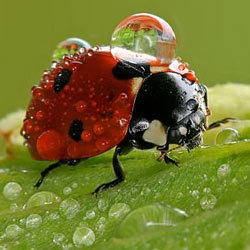 Krople wody2 - macro-ladybird-waterdrop-.jpg