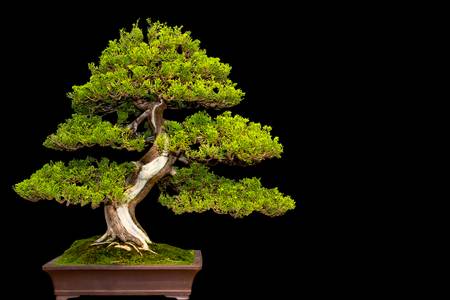 bonsai - 90754693-arbre-miniature-traditionnel-bonsa-japonais-dans-un-pot-en-cramique-isol-sur-un-fond-noir-.jpg