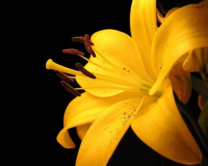 galeria kwiatowa - Yellow-Lilly.jpeg