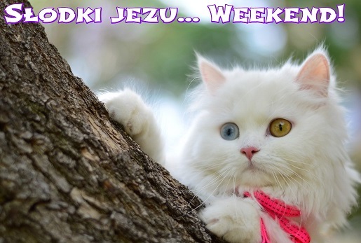 Pozdrowienia na weekend - memy.tapeciarnia.pl-mamy-weekend.jpg